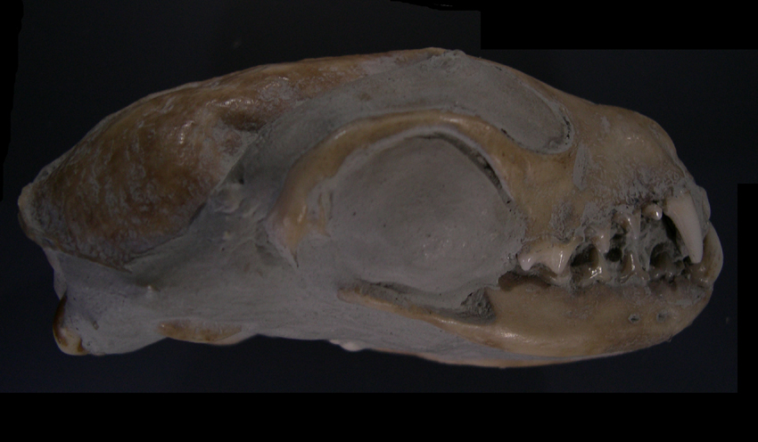 Pseudamnicola?  fossile